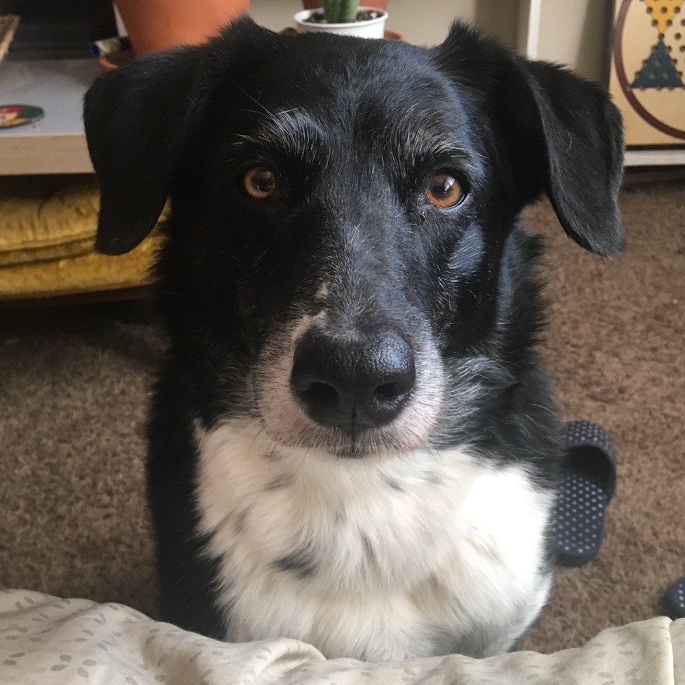 Meet your Posher, Cassy